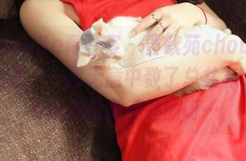 QingDouKe青豆客 - 黄歆苑chobits的网袜图集——我无意中数了总共有几条，反正都是图精选的呀…